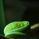 A green snake resting (coiled up)