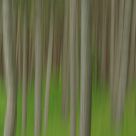 Forest of dreams
