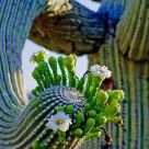 Saguaro in Morning