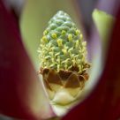 Leucodendron Flower