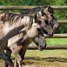 horse staff