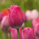 Tulip After a Rain