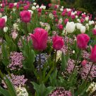 Tulip Bed
