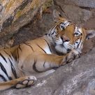 Tigress, Pench National Park
