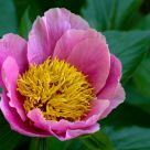 Paeonia