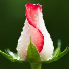 Singular Beauty