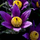 Anemone