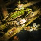 Monsieur Grenouille