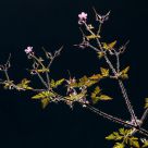 small but beautiful