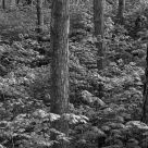 Under the forest canopy