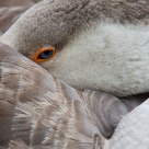Domestic Greylag Goose