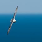 Fullmar in flight