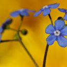 Yellow & Blue