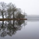 Trees on the lake
