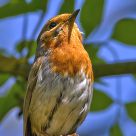 Robin