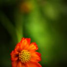 Beautiful Flower