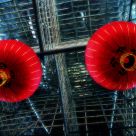 Red Lantern