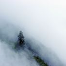 Lone Tree In A Fog