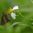 Aeromachus pygmaeus