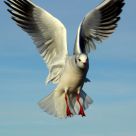 Black headed Gull