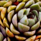 Succulent
