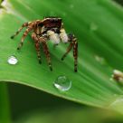 Jumping Spider