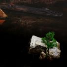 Little Pine Tree in a Rock