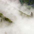 Two Trees in The Fog