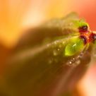 Ready to Burst
