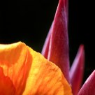 Variegated Orange Canna