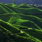 Cameron Highland