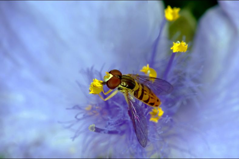 Nectaring