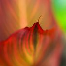 Leaf Fire