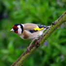 goldfinch