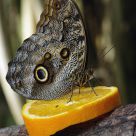 Free orange juice