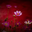 Cosmos flowers in red