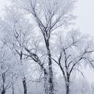 Hoar Frost on Trees