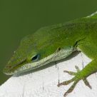 little lizard