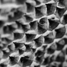 Mycologic Macro
