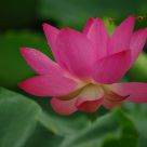 Lotus flower