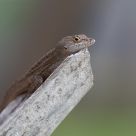 Lizard, Basking