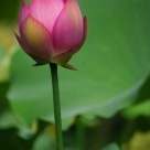 Nature - Lotus