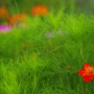 The red flower