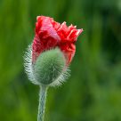 Poppy flower