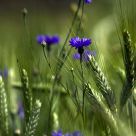 cornflowers