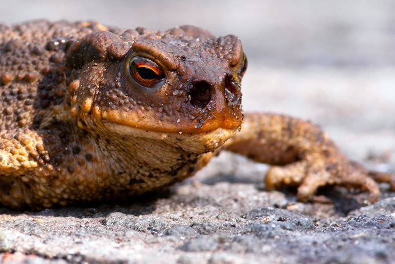 toad
