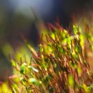 Fire moss