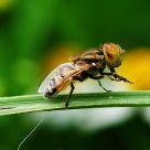 Hoover Fly
