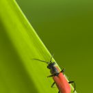 Red and Green