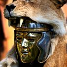 Rome's pride
